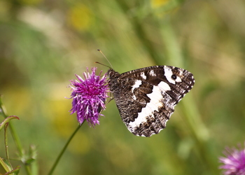 Weißer Waldportier (Aulocera circe) - © Emanuel Trummer